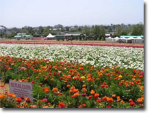 Computer Repair in Carlsbad San Diego Computer Wiz.com